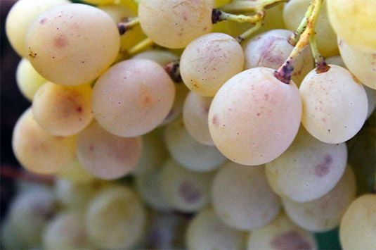 Racimos de Tempranillo en la finca El Raposo