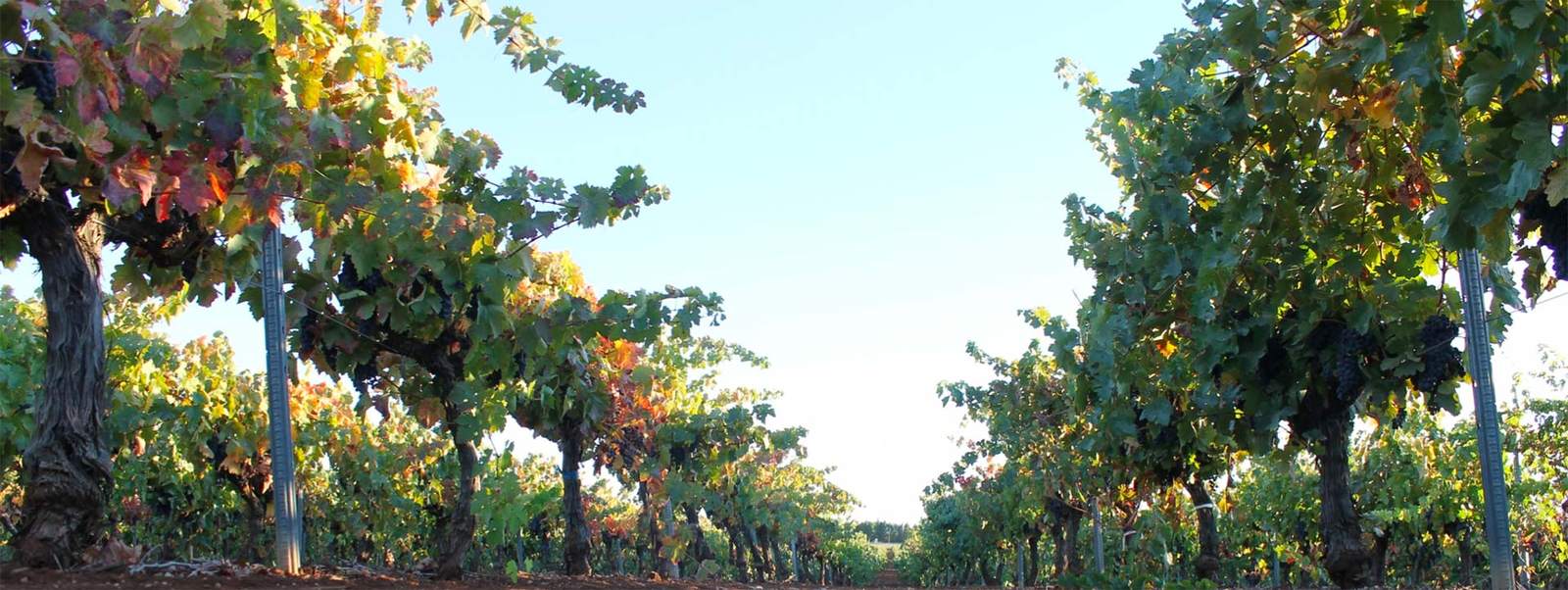 Viñedo en espaldera en el Valle del Raposo