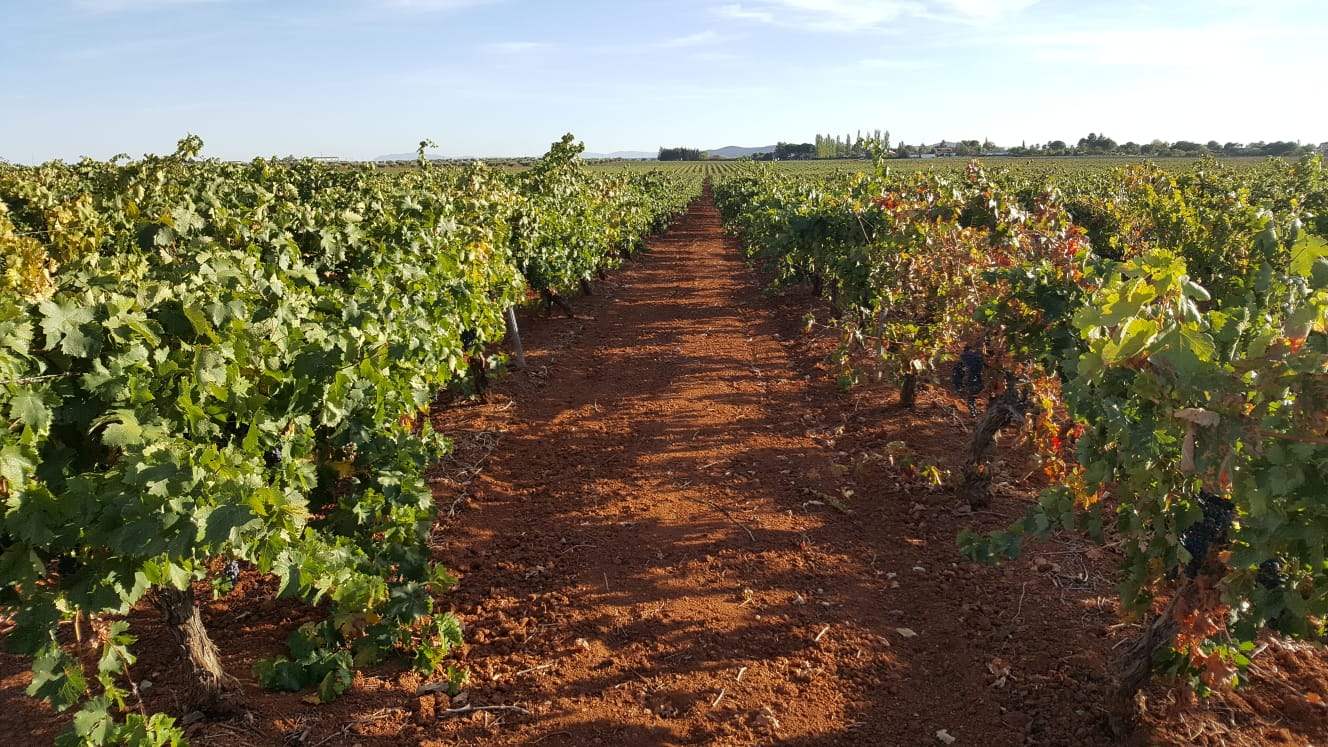 Viñedo de Tempranillo en espaldera sobre los suelos rojos de Tierra de Barros
