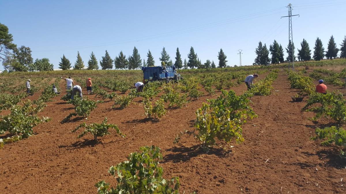 Vendimia en los viñedos de Bodegas de Occidente
