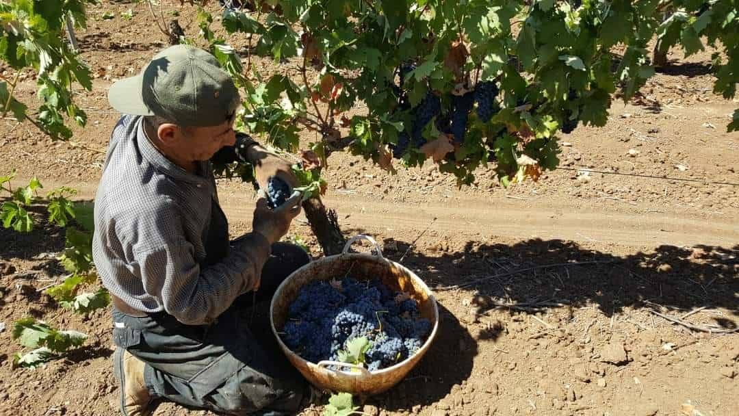 Vendimia manual en el viñedo