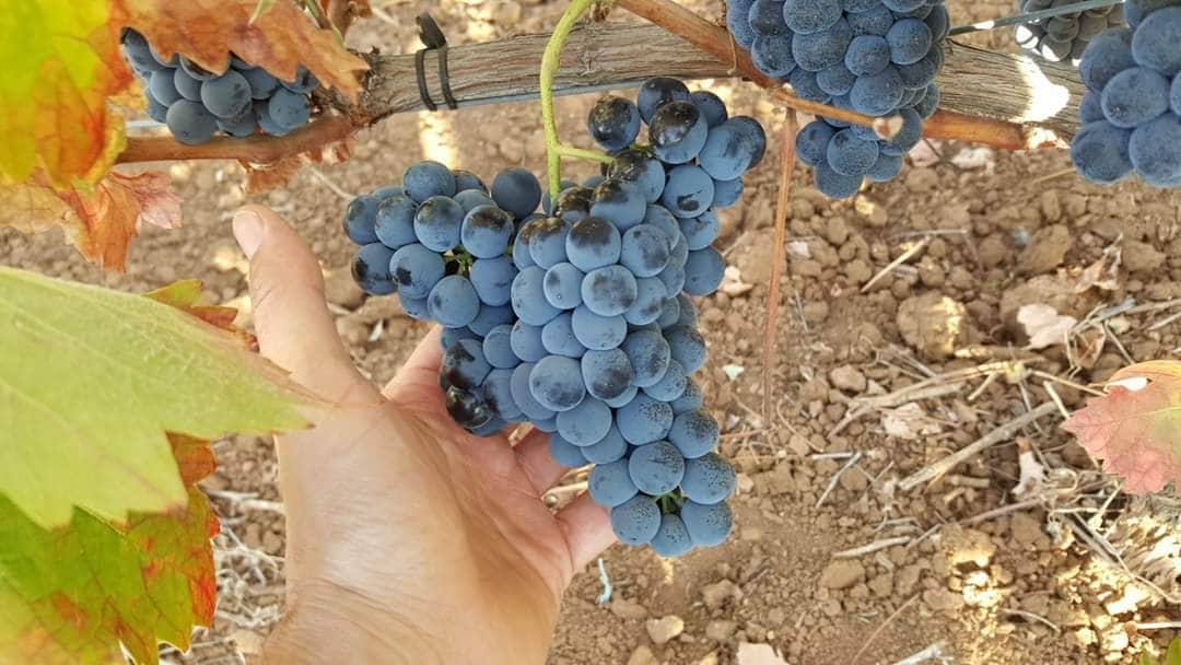 Racimo de Tempranillo recién cortado en vendimia
