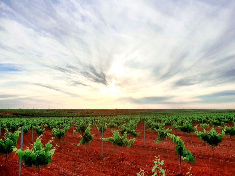 Viñedos de Tierra de Barros al atardecer